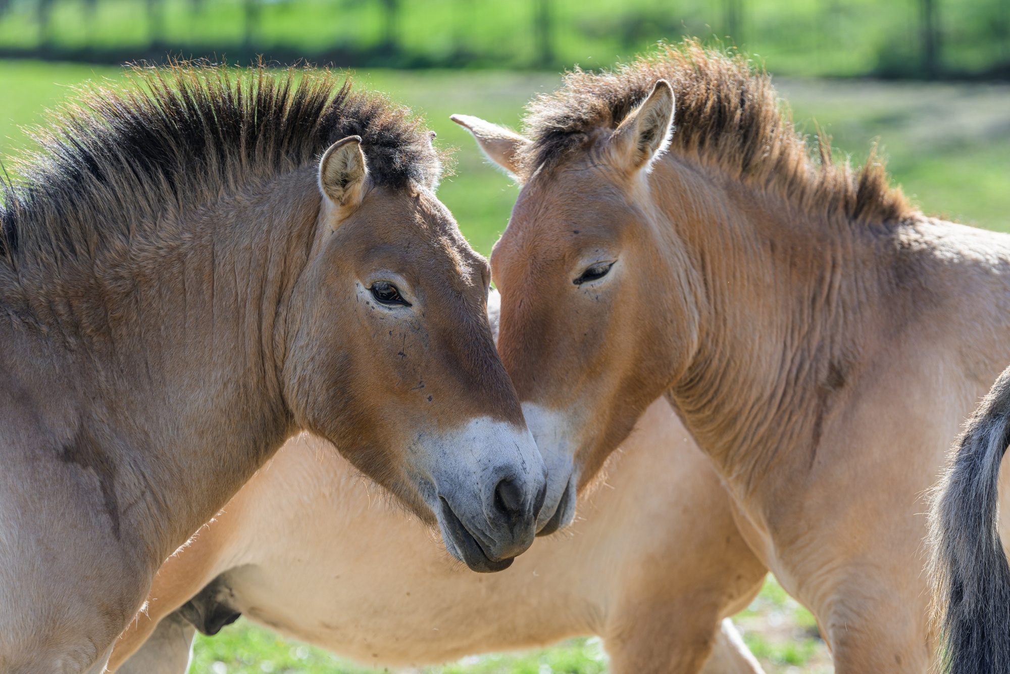 Pražská zoo přepraví do Kazachstánu dalších osm koní Převalského